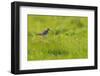 Redshank (Tringa Totanus) Calling, Balranald Rspb Reserve, North Uist, Outer Hebrides, Scotland-Fergus Gill-Framed Photographic Print