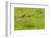 Redshank (Tringa Totanus) Calling, Balranald Rspb Reserve, North Uist, Outer Hebrides, Scotland-Fergus Gill-Framed Photographic Print