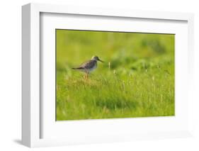 Redshank (Tringa Totanus) Calling, Balranald Rspb Reserve, North Uist, Outer Hebrides, Scotland-Fergus Gill-Framed Photographic Print