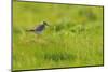 Redshank (Tringa Totanus) Calling, Balranald Rspb Reserve, North Uist, Outer Hebrides, Scotland-Fergus Gill-Mounted Photographic Print