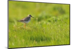 Redshank (Tringa Totanus) Calling, Balranald Rspb Reserve, North Uist, Outer Hebrides, Scotland-Fergus Gill-Mounted Photographic Print