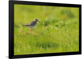 Redshank (Tringa Totanus) Calling, Balranald Rspb Reserve, North Uist, Outer Hebrides, Scotland-Fergus Gill-Framed Photographic Print