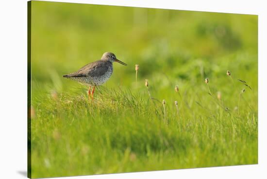 Redshank (Tringa Totanus) Calling, Balranald Rspb Reserve, North Uist, Outer Hebrides, Scotland-Fergus Gill-Stretched Canvas