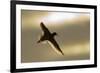 Redshank (Tringa Totanus) Calling in Flight, Outer Hebrides, Scotland, UK, June-Peter Cairns-Framed Photographic Print