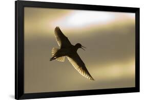 Redshank (Tringa Totanus) Calling in Flight, Outer Hebrides, Scotland, UK, June-Peter Cairns-Framed Photographic Print