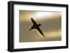 Redshank (Tringa Totanus) Calling in Flight, Outer Hebrides, Scotland, UK, June-Peter Cairns-Framed Photographic Print