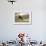 Redshank (Tringa Totanus) Calling in Flight, Outer Hebrides, Scotland, UK, June-Peter Cairns-Framed Photographic Print displayed on a wall