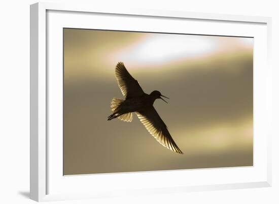 Redshank (Tringa Totanus) Calling in Flight, Outer Hebrides, Scotland, UK, June-Peter Cairns-Framed Photographic Print