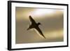 Redshank (Tringa Totanus) Calling in Flight, Outer Hebrides, Scotland, UK, June-Peter Cairns-Framed Photographic Print