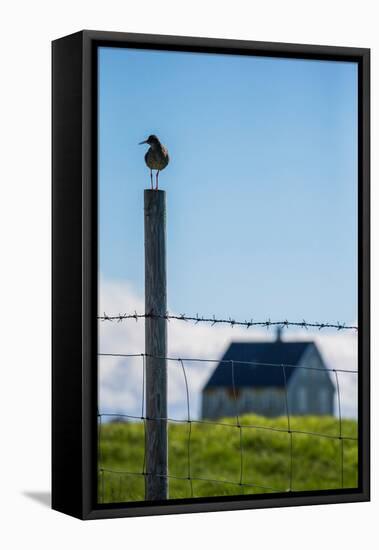 Redshank (Tringa Totanus), Flatey Island, Breidafjordur, Iceland-null-Framed Stretched Canvas