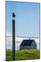 Redshank (Tringa Totanus), Flatey Island, Breidafjordur, Iceland-null-Mounted Photographic Print