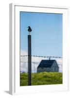 Redshank (Tringa Totanus), Flatey Island, Breidafjordur, Iceland-null-Framed Photographic Print