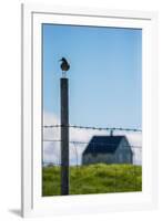 Redshank (Tringa Totanus), Flatey Island, Breidafjordur, Iceland-null-Framed Photographic Print