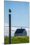 Redshank (Tringa Totanus), Flatey Island, Breidafjordur, Iceland-null-Mounted Photographic Print