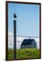 Redshank (Tringa Totanus), Flatey Island, Breidafjordur, Iceland-null-Framed Photographic Print