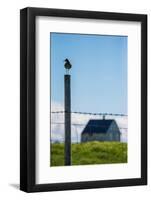 Redshank (Tringa Totanus), Flatey Island, Breidafjordur, Iceland-null-Framed Photographic Print