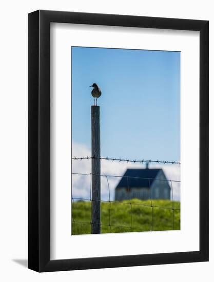 Redshank (Tringa Totanus), Flatey Island, Breidafjordur, Iceland-null-Framed Photographic Print