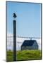 Redshank (Tringa Totanus), Flatey Island, Breidafjordur, Iceland-null-Mounted Photographic Print