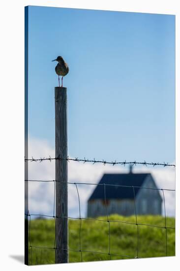 Redshank (Tringa Totanus), Flatey Island, Breidafjordur, Iceland-null-Stretched Canvas