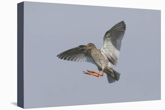 Redshank (Tringa Totanus) in Flight, Outer Hebrides, Scotland, UK, June-Peter Cairns-Stretched Canvas