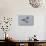 Redshank (Tringa Totanus) in Flight, Outer Hebrides, Scotland, UK, June-Peter Cairns-Photographic Print displayed on a wall