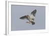 Redshank (Tringa Totanus) in Flight, Outer Hebrides, Scotland, UK, June-Peter Cairns-Framed Photographic Print