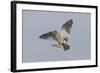 Redshank (Tringa Totanus) in Flight, Outer Hebrides, Scotland, UK, June-Peter Cairns-Framed Photographic Print