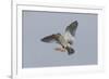 Redshank (Tringa Totanus) in Flight, Outer Hebrides, Scotland, UK, June-Peter Cairns-Framed Photographic Print