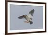 Redshank (Tringa Totanus) in Flight, Outer Hebrides, Scotland, UK, June-Peter Cairns-Framed Photographic Print