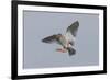 Redshank (Tringa Totanus) in Flight, Outer Hebrides, Scotland, UK, June-Peter Cairns-Framed Photographic Print