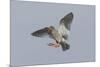 Redshank (Tringa Totanus) in Flight, Outer Hebrides, Scotland, UK, June-Peter Cairns-Mounted Photographic Print