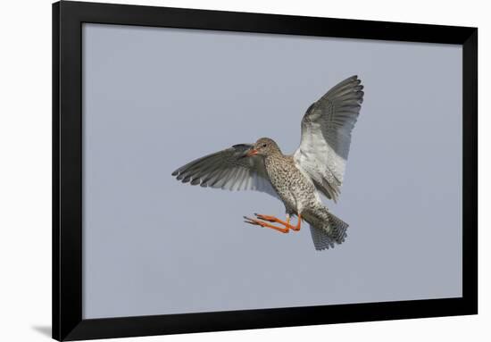 Redshank (Tringa Totanus) in Flight, Outer Hebrides, Scotland, UK, June-Peter Cairns-Framed Photographic Print