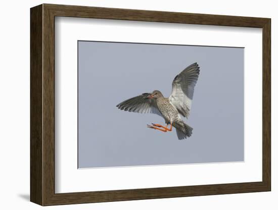 Redshank (Tringa Totanus) in Flight, Outer Hebrides, Scotland, UK, June-Peter Cairns-Framed Photographic Print