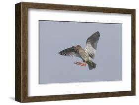 Redshank (Tringa Totanus) in Flight, Outer Hebrides, Scotland, UK, June-Peter Cairns-Framed Photographic Print