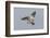 Redshank (Tringa Totanus) in Flight, Outer Hebrides, Scotland, UK, June-Peter Cairns-Framed Photographic Print