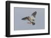 Redshank (Tringa Totanus) in Flight, Outer Hebrides, Scotland, UK, June-Peter Cairns-Framed Photographic Print