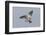 Redshank (Tringa Totanus) in Flight, Outer Hebrides, Scotland, UK, June-Peter Cairns-Framed Photographic Print