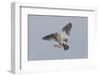 Redshank (Tringa Totanus) in Flight, Outer Hebrides, Scotland, UK, June-Peter Cairns-Framed Photographic Print