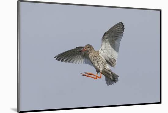 Redshank (Tringa Totanus) in Flight, Outer Hebrides, Scotland, UK, June-Peter Cairns-Mounted Photographic Print