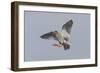 Redshank (Tringa Totanus) in Flight, Outer Hebrides, Scotland, UK, June-Peter Cairns-Framed Photographic Print