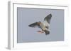 Redshank (Tringa Totanus) in Flight, Outer Hebrides, Scotland, UK, June-Peter Cairns-Framed Photographic Print