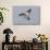 Redshank (Tringa Totanus) in Flight, Outer Hebrides, Scotland, UK, June-Peter Cairns-Stretched Canvas displayed on a wall