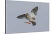 Redshank (Tringa Totanus) in Flight, Outer Hebrides, Scotland, UK, June-Peter Cairns-Stretched Canvas