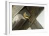 Redstart (Phoenicurus Phoenicurus) Adult Female at Nest Site in Eaves of Building. Wales, UK-Mark Hamblin-Framed Photographic Print