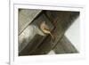 Redstart (Phoenicurus Phoenicurus) Adult Female at Nest Site in Eaves of Building. Wales, UK-Mark Hamblin-Framed Photographic Print