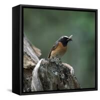 Redstart with Insect-CM Dixon-Framed Stretched Canvas