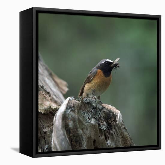 Redstart with Insect-CM Dixon-Framed Stretched Canvas