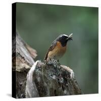 Redstart with Insect-CM Dixon-Stretched Canvas