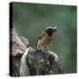 Redstart with Insect-CM Dixon-Stretched Canvas