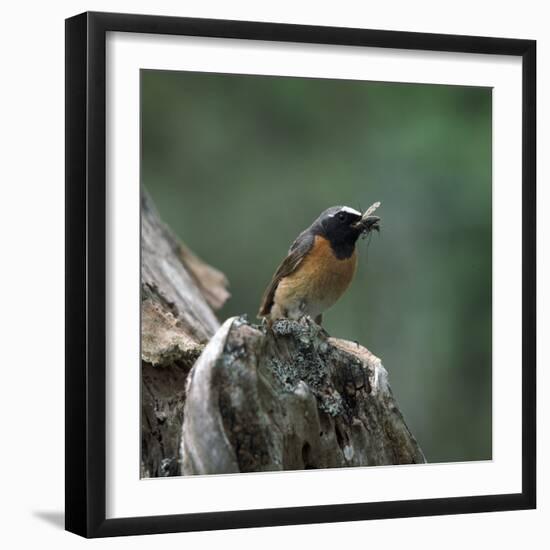 Redstart with Insect-CM Dixon-Framed Photographic Print